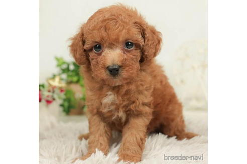 成約済の千葉県のトイプードル-211992の1枚目